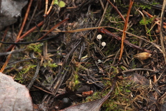 Mycena terena