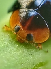 Chilocorus nigritus