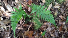 Athyrium arisanense