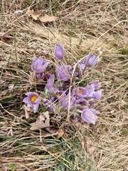 Pulsatilla grandis
