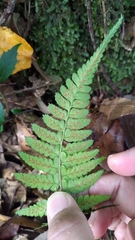 Athyrium arisanense