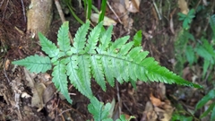 Athyrium arisanense