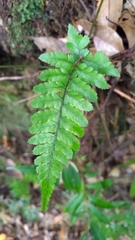 Athyrium arisanense