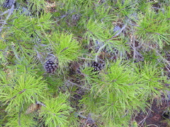 Pinus clausa