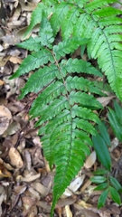 Athyrium arisanense
