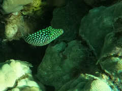 Canthigaster jactator