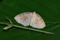 Plagodis pulveraria