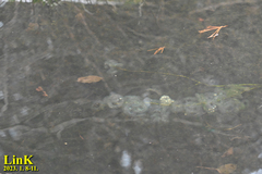 Hynobius quelpaertensis