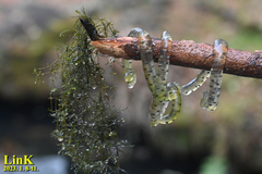 Hynobius quelpaertensis