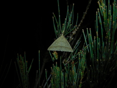 Epidesmia hypenaria