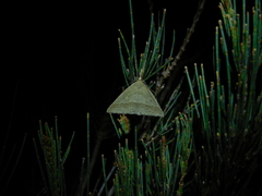 Epidesmia hypenaria