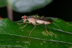 Norellia tipularia