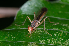 Norellia tipularia