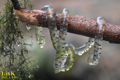 Hynobius quelpaertensis