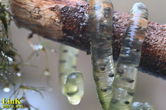 Hynobius quelpaertensis