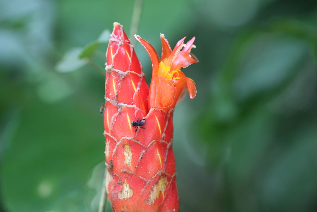 Costus pulverulentus