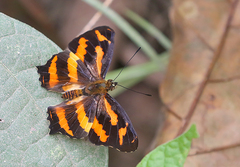 Symbrenthia hypselis