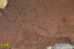 Hynobius quelpaertensis