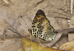 Symbrenthia hypselis