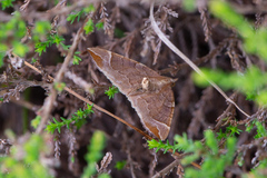 Eulithis testata