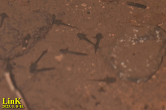 Hynobius quelpaertensis