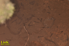 Hynobius quelpaertensis