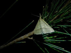 Epidesmia hypenaria
