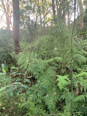Grevillea linearifolia