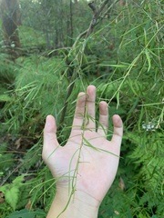 Grevillea linearifolia