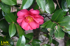 Camellia hiemalis