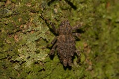 Poropterus conifer