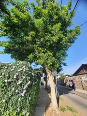 Acer negundo