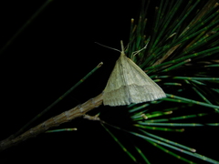 Epidesmia hypenaria