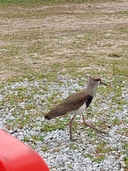 Vanellus chilensis