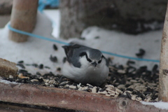 Sitta europaea asiatica