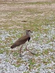 Vanellus chilensis