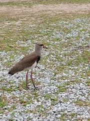 Vanellus chilensis
