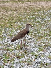 Vanellus chilensis