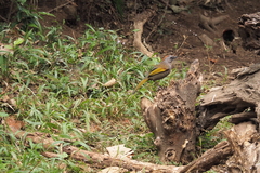 Trochalopteron chrysopterum