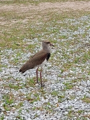 Vanellus chilensis