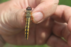 Urothemis edwardsii