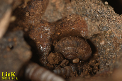 Plectotropis quelpartensis