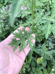 Parthenium hysterophorus image