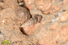 Plectotropis quelpartensis