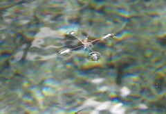Aquarius nebularis