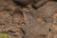 Plectotropis quelpartensis