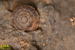 Plectotropis quelpartensis