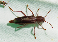Xylotrechus sagittatus