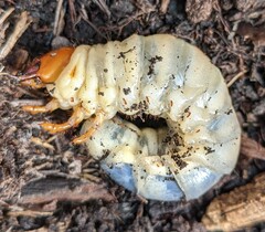 Lucanus cervus