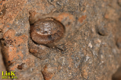 Plectotropis quelpartensis